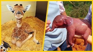 Top 10 Schattigste Baby Dieren