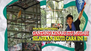 BELAJAR GANTANG BURUNG KENARI PEMULA | INI TIPS RAWATAN DAN CARA SETING NYA