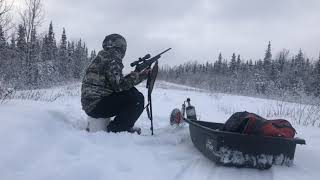 ดักชุ่มยิงกวาง ชำแหละกวางคนเดียว  Caribou hunting catch and Clean