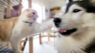 几帳面な犬が早朝に子猫を叩き起こした結果こうなった...笑