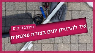 הרחקת יונים - עשה זאת בעצמך | במידרג