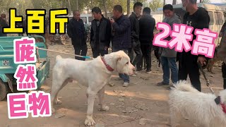 上百斤的中亞犬，站起來2米多高，剛到狗市就惹來多人圍觀