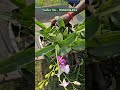 orchid flower plants online buy very low price wholesale nursery