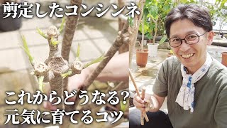 【観葉植物】丸坊主に剪定したコンシンネがどうなっていくか、剪定後のメンテナンスのコツをご紹介します！ #ユニバーサル園芸社