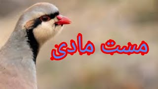 my bast shikari madi mast awaz sound birds keklik sesi awas sound #vlog #birds #shorts #madi#sesi