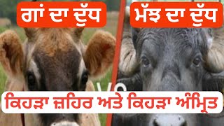 #NewVideo #CowMilk vs #BuffaloMilk ਗਾਂ ਦਾ ਦੁੱਧ ਜਾਂ ਮੱਝ ਦਾ ਦੁੱਧ, ਕਿਹੜਾ ਜ਼ਹਿਰ ਅਤੇ ਕਿਹੜਾ ਅੰਮ੍ਰਿਤ,