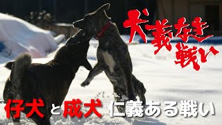 【成犬による子犬の教育】仁義ある戦い(犬のルールの学び方)#howto #縄文柴犬 #琉球犬mix