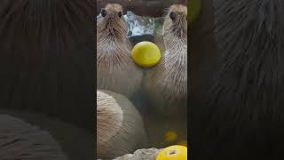 カピバラ「人間なんて所詮は… #capybara