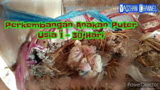 Perkembangan Anakan Puter Usia 1-30 Hari