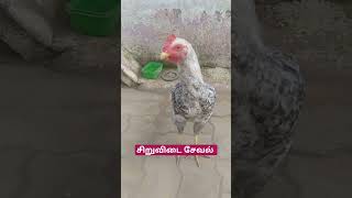 தூய சிறுவிடை சேவல் 🐓🐓 #countrychickenfarming #chicken #rooster