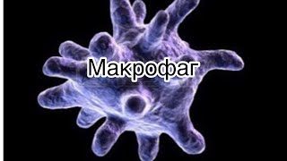 Макрофаг 1000х