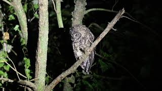 灰林鴞工讀生 Tawny owl (strix nivicolum)