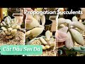 Vườn Sen Đá Cắt Nhơn Giống : Useful tips for Succulents | 多肉植物| | Propagation #shortvideo