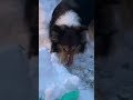 【雪を楽しむ愛犬🐕】 sheltie shetlandsheepdog 癒し シェルティ シェルティ大好き dog 愛犬 雪 かまくら