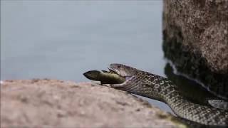 Checkered Keelback Snake eating fish