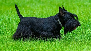 Scottish Terrier Breed-Specific Toys: Perfect for Playful Pups PART 2