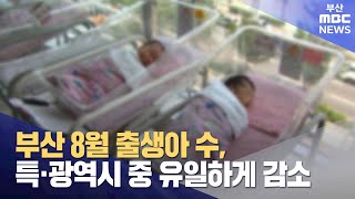 부산 8월 출생아수, 특·광역시 중 유일하게 감소 (2024-10-24,목/뉴스투데이/부산MBC)