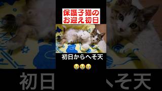 子猫が初日からヘソ天＆ゴロゴロ音を聞かせてくれました