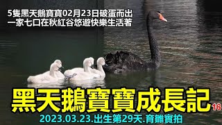 黑天鵝寶寶成長記~出生第29天.2023.03.23.育雛實拍 (16) 4k