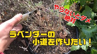 【ラベンダー　グロッソ】　ラベンダー形を良くする強剪定　道具と作業手順