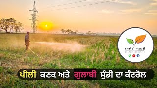 ਪੀਲੀ ਕਣਕ ਤੇ ਸੁੰਡੀ ਕੰਟਰੋਲ  Happyseeder wheat at 44 days