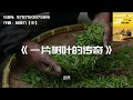 《一片树叶的传奇》中国茶文化简史