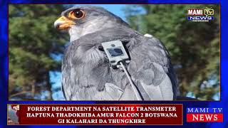 FOREST DEPARTMENTNA SATELITE TRANSMETER HAPTUNA THAKHIBA AMUR FALCON2 BOTSWANA KALAHARI DA THUNGKHRE