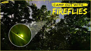 Fireflies | Camping | Travel to Bhandardara | Near Mumbai and Pune