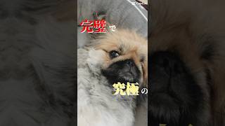 我が家のアイドル #pekingese #pekingesedog #페키니즈 #ペキニーズ #かわちぃ #犬のいる暮らし #dog #鼻ぺちゃ犬 #yoasobi #推しの子#アイドル