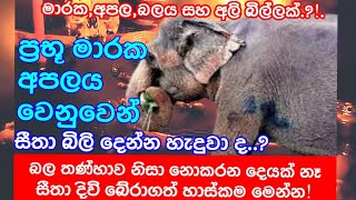 සීතා ඇතින්නගේ හදවතට වෙඩි උණ්ඩ 6ක් තැබුවේ මරන්නමද?VIP ප්‍රබලයකුගේ මාරක අපලය වෙනුවෙන් සීතා බිල්ලට..??!