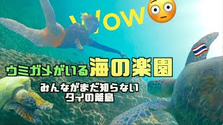 【ウミガメを見たい人必見】タイの離島穴場リゾート🏝タオ島の海なら会える！！！The little mermaid world of koh tao🧜‍♀️ (ENG.SUB)