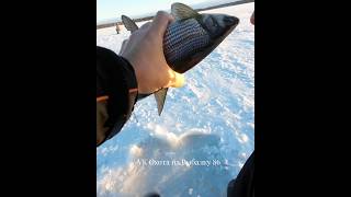 Огромная пелядь на зимнюю удочку #пелядь #рыбалка #сибирь #рыба #fishing #щука #окунь #первыйлёд