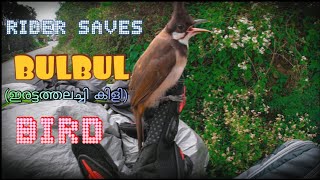 BIKE RIDER SAVES BUL BUL BIRD😍😍|  ഹിമാലയൻ ബൈക്കിൽ ലിഫ്റ്റടിച്ചു ബുൾ ബുൾ പക്ഷി..😍| EPISODE-3