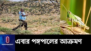 খাদ্য সংকট ও মানবিক বিপর্যয়ে এক কোটি মানুষ || Locust Attack