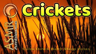 Tranquil Cricket Ambience: Deep Sleep