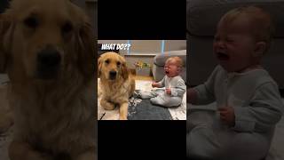 Dog Makes Baby Cry But Says Sorry! ADORABLE!! #welovegoldenretriver