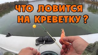 ЧТО ЛОВИТСЯ НА КРЕВЕТКУ В ДОНУ!ТАКОГО РЕЗУЛЬТАТА Я НЕ ОЖИДАЛ!