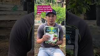 Cal-Ha ada di kocor dan juga di sprai untuk menambah Calsium #cabai #berkebun #pertanian