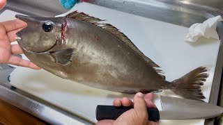 【珍味】ツノが生えてる魚を食ってみた