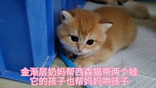 金渐层母女一起帮西森猫妈妈带娃，母女同心其利断金，主人太开心