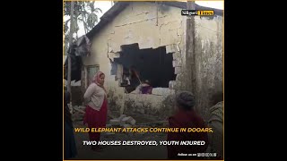 Wild elephant attacks continue in Dooars, two houses destroyed, youth injured (Bangla)