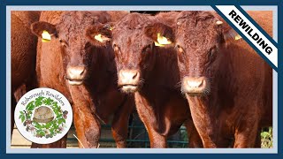 Red Ruby Devon Cattle Will Eat Almost Everything!