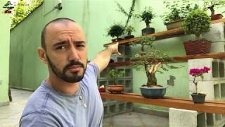 PODE MISTURAR ADUBO ORGÂNICO COM ADUBO QUÍMICO? ABC DO BONSAI RESPONDE 09/05/2018