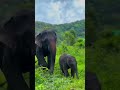 චූටි බෝලෙගෙ කෝලම්නෙ ඉතින්😍🐘🌿 cute baby elephant with mom💕 new nature cute babyelephant shorts