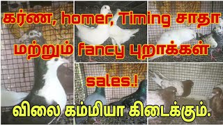 கர்ண,Homer மற்றும் FANCY புறாக்கள்  விற்பனைக்கு உள்ளது#vpmpets  #villupuram #dove #fancydove #karna