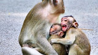 Mom monkey not allow big baby monkey get milk like smaller baby monkey