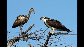 Top 36  Limpkin(Aramus  guarauna) Birds  Called Carrao,  Courlan, and Crying  Bird In The World# 36