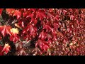 autumn in colors fantastic relax music podzim v barvách