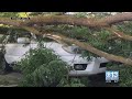 Falling Trees and Damaged Cars: What you should know