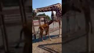 Rare spotless giraffe born in Tennessee zoo #news #animals #newsfeed